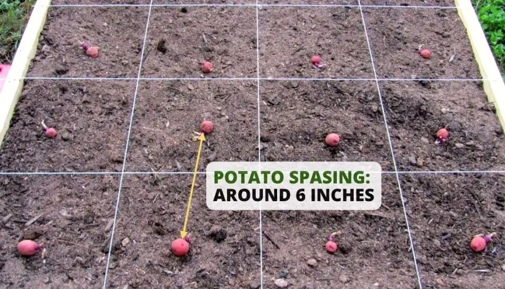 How Far Apart Should I Plant Potatoes Square Foot Gardens