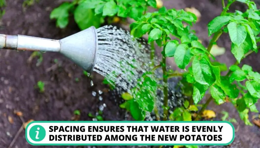 How Far Apart Should I Plant Potatoes Water Circulation