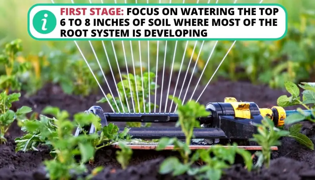 How Often to Water Potatoes First Stage