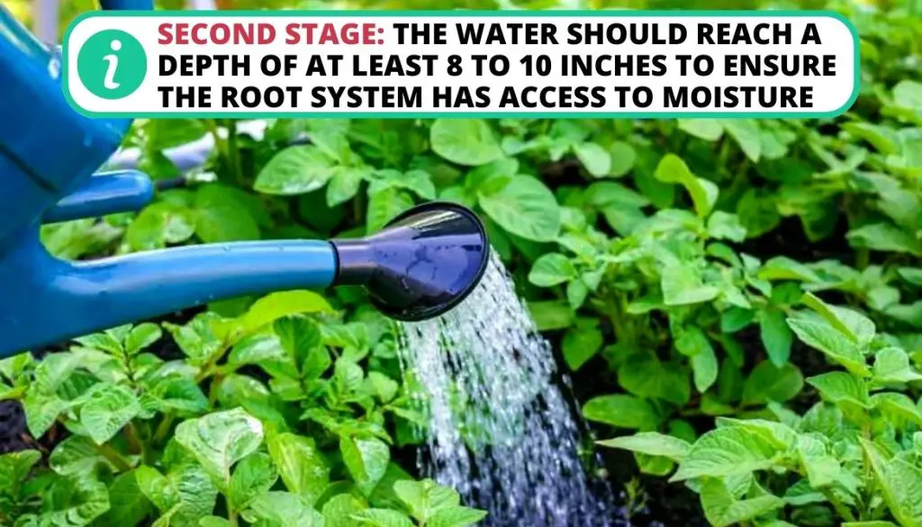 How Often to Water Potatoes Second Stage