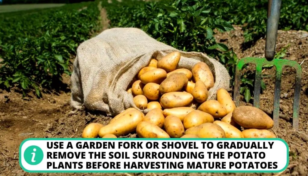 How To Harvest Potatoes