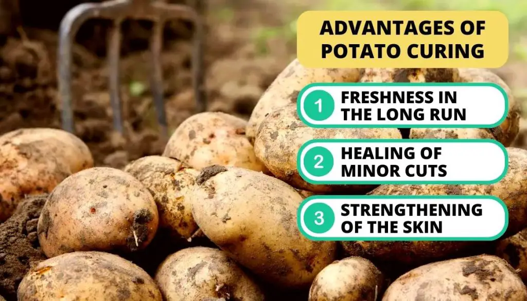 How to Cure Potatoes After Harvest Advantages