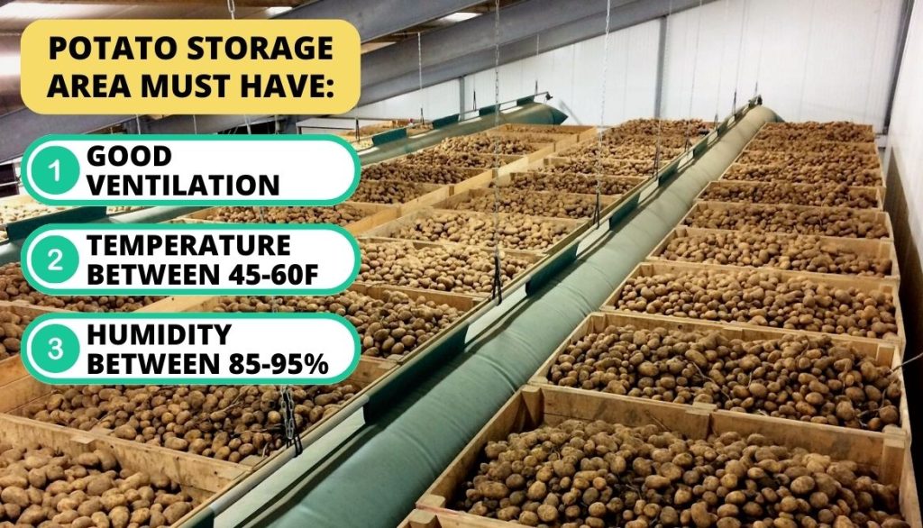 How to Cure Potatoes After Harvest Dark Storage Area