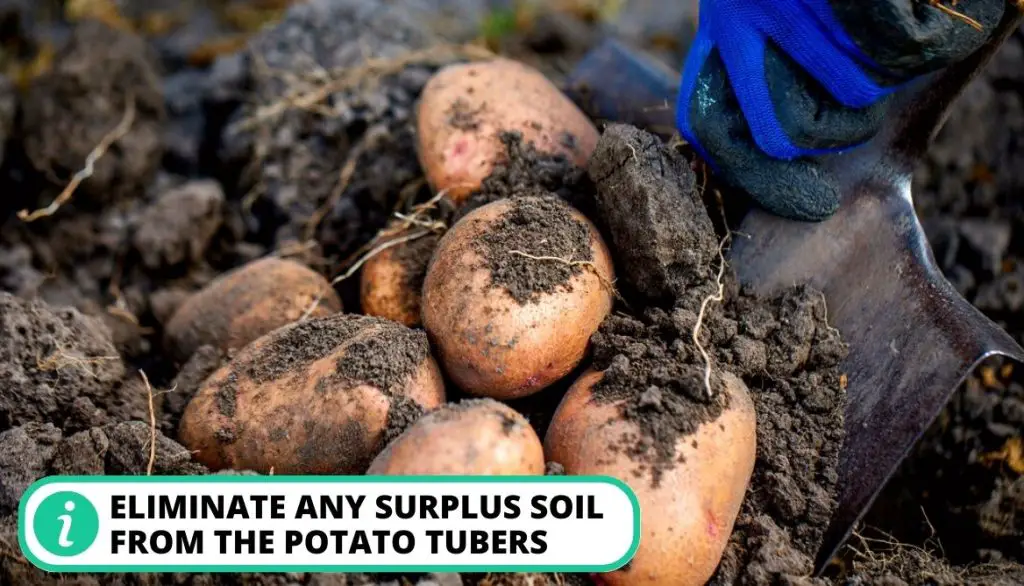 How to Cure Potatoes After Harvest Remove Excess Soil or Sand