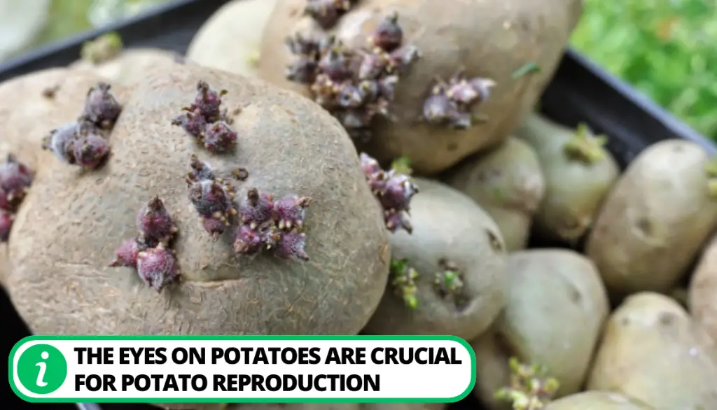 How to Get Potatoes to Sprout Eyes: 3 Easy Ways