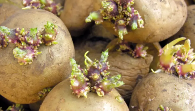 How to Get Potatoes to Sprout Eyes
