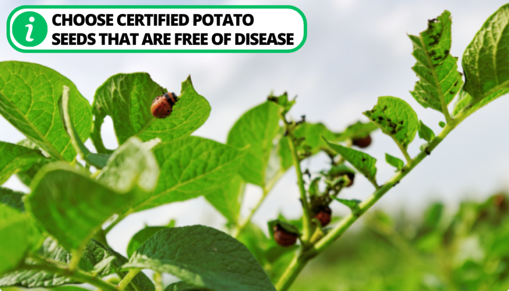 How to Stop Potato Blight