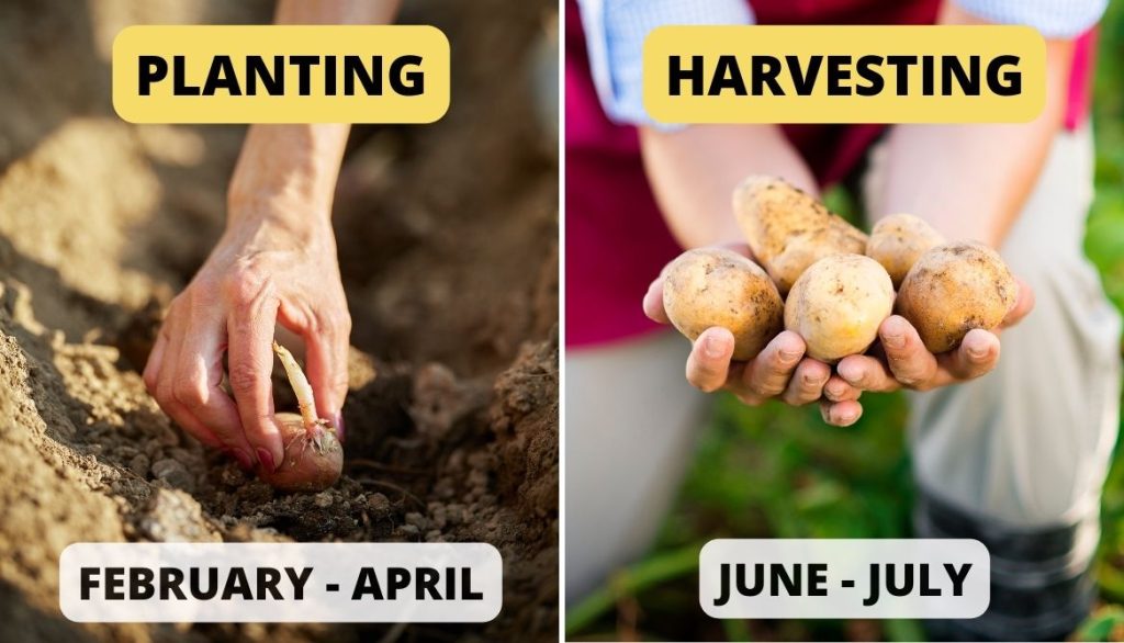 Ideal Potato Harvesting Time - First Early Potatoes