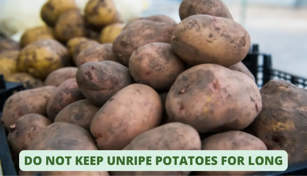 Immature potatoes