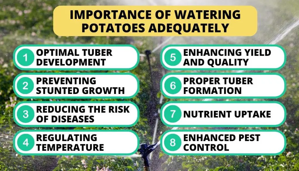 Importance Of Watering Potatoes Adequately