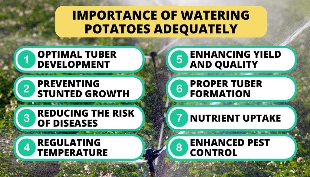 Importance Of Watering Potatoes Adequately