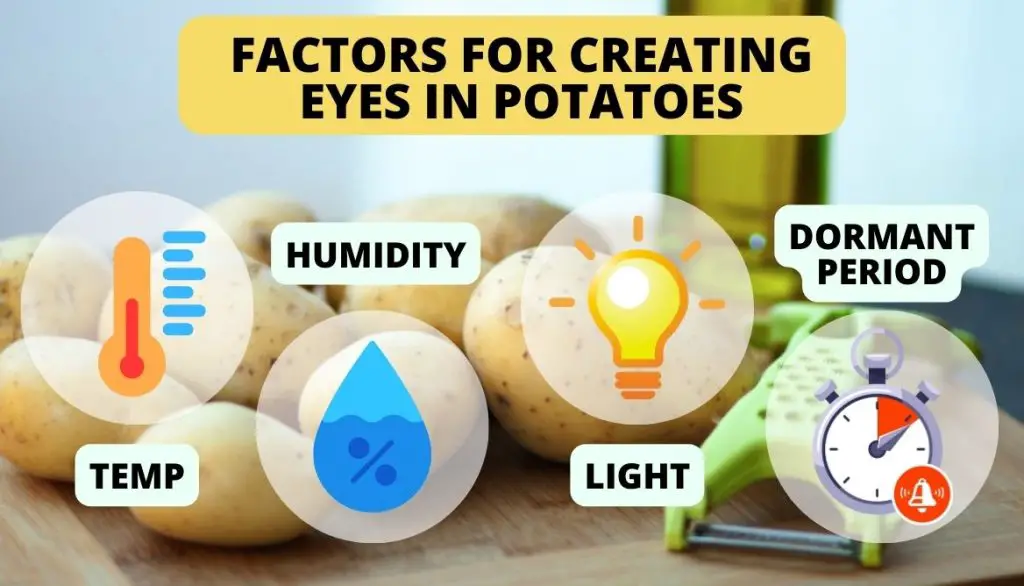 Important Factors for Creating Eyes in Potatoes