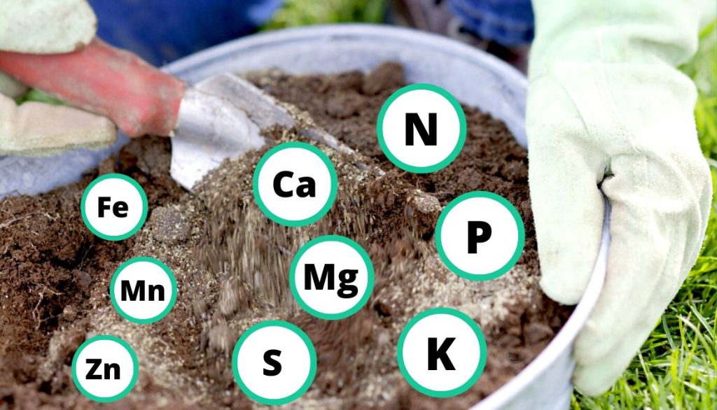 Important Nutrients In An Organic Fertilizer For Potatoes