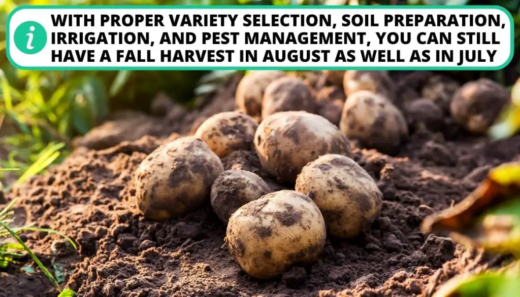 Is It Too Late To Plant Potatoes In August
