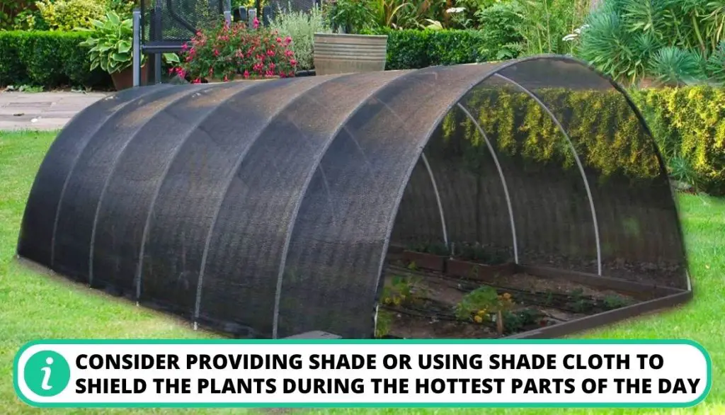 Is It Too Late To Plant Potatoes Protection From Heat