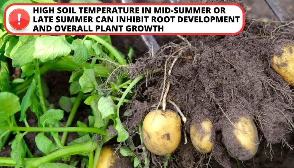 Is It Too Late To Plant Potatoes Summer Heat