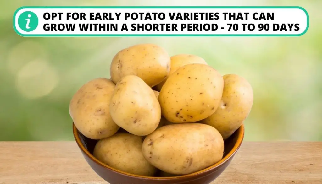 Is It Too Late To Plant Potatoes The Number of Days to Harvest
