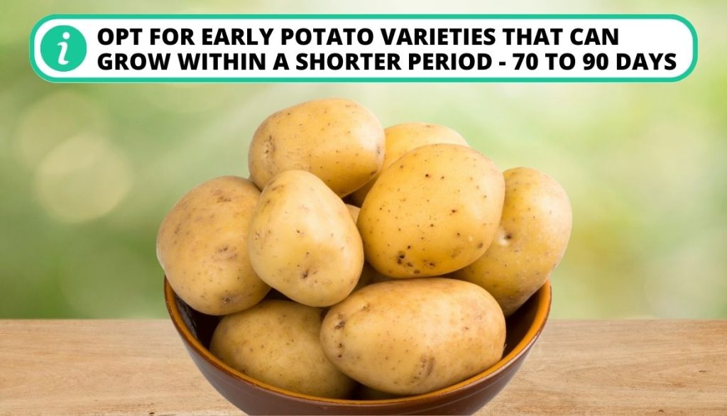 Is It Too Late To Plant Potatoes The Number of Days to Harvest