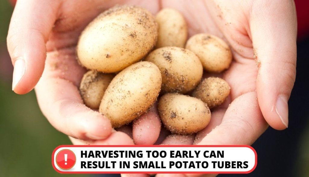 Let the Potato Plant Mature Fully Before Harvesting