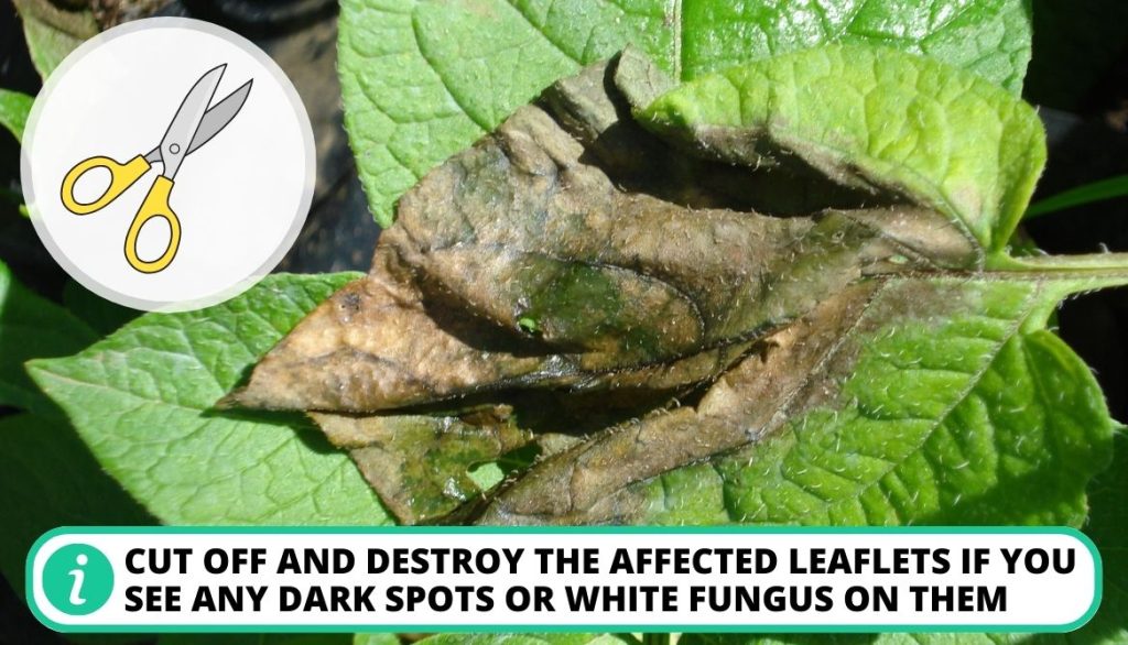 Managing Potato Blight on Leaves