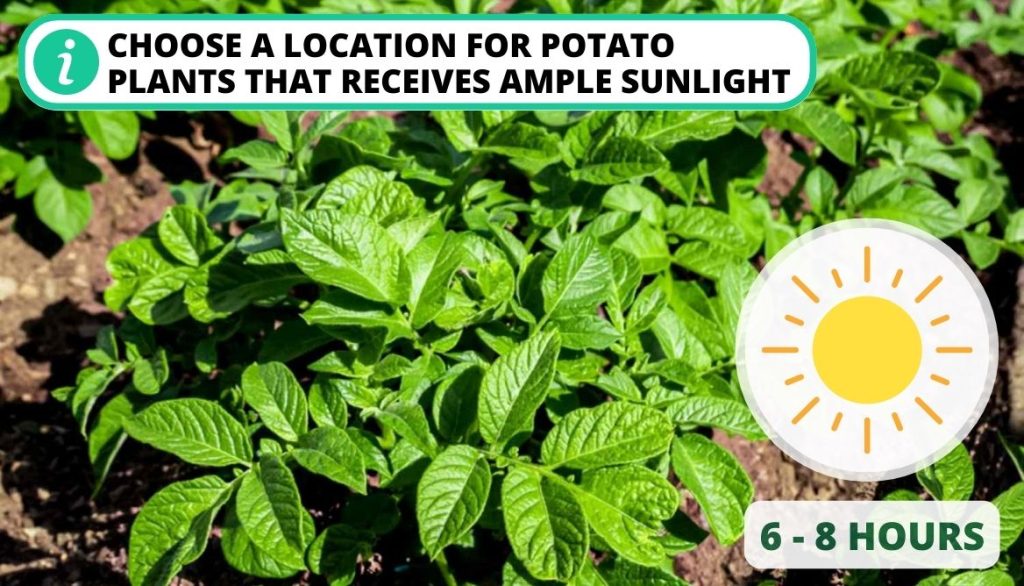 Potato Leaves Curling Grow in Full Sun