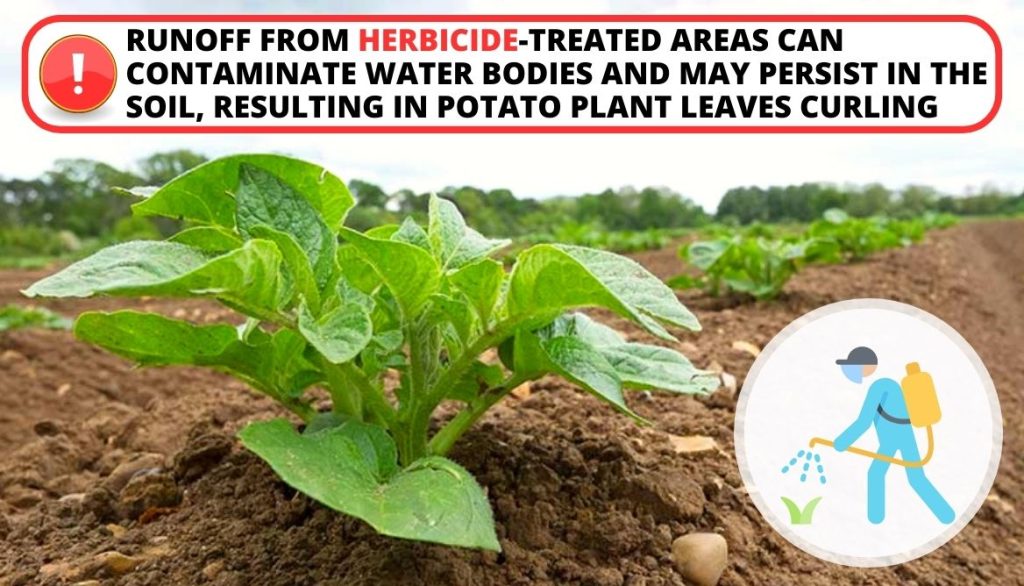 Potato Leaves Curling Herbicides