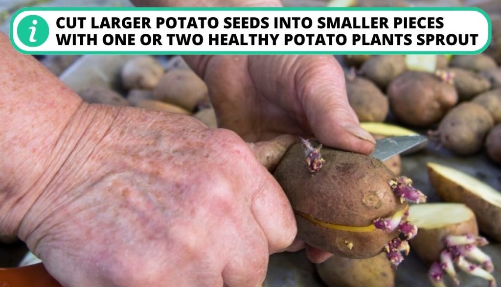 Potato Leaves Curling Planting the Certified Seed Potatoes