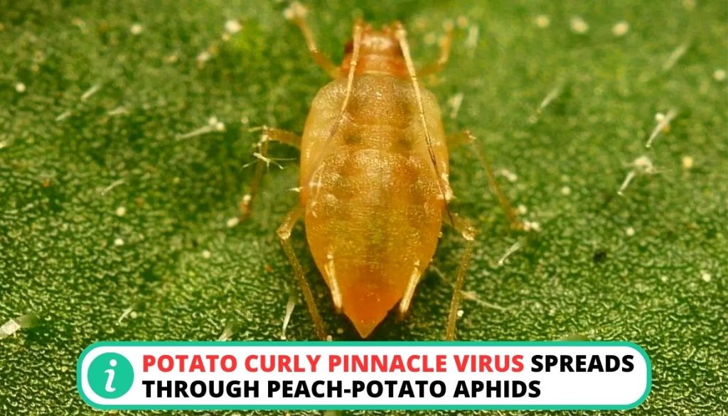 Potato Leaves Curling Potato Curly Pinnacle Virus