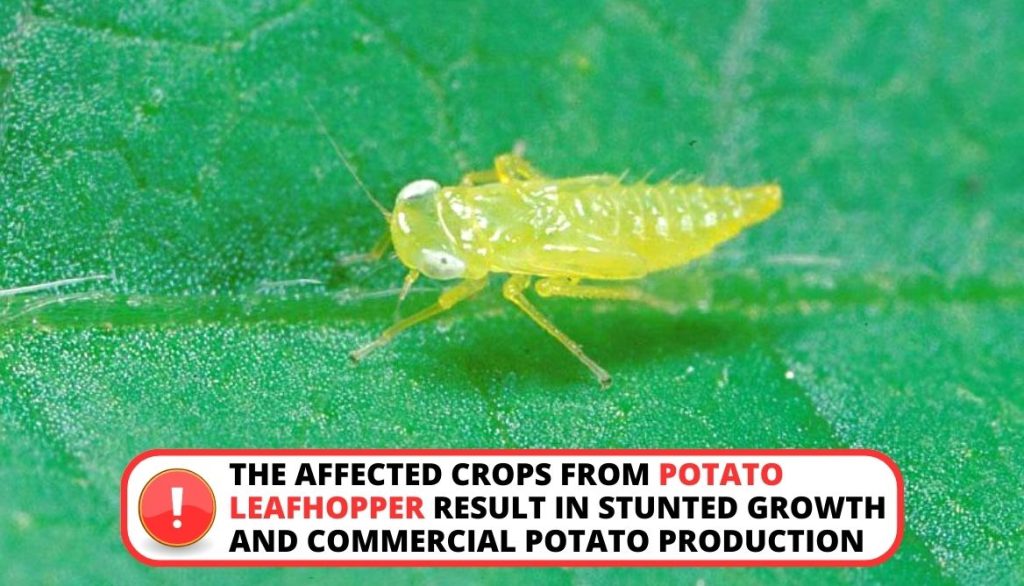 Potato Leaves Curling  Potato Leafhopper