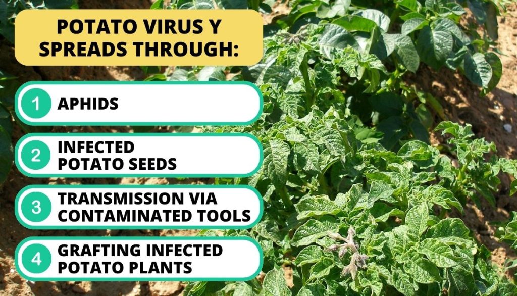 Potato Leaves Curling Potato Virus Y