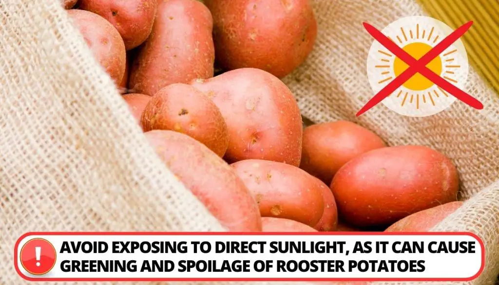 Potato Rooster Preservation
