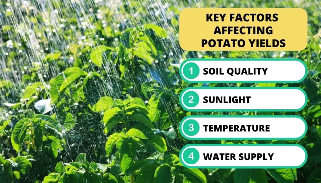 Potato Yield Per Plant Growing Conditions
