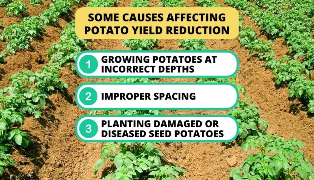 Potato Yield Per Plant Improper Planting Techniques