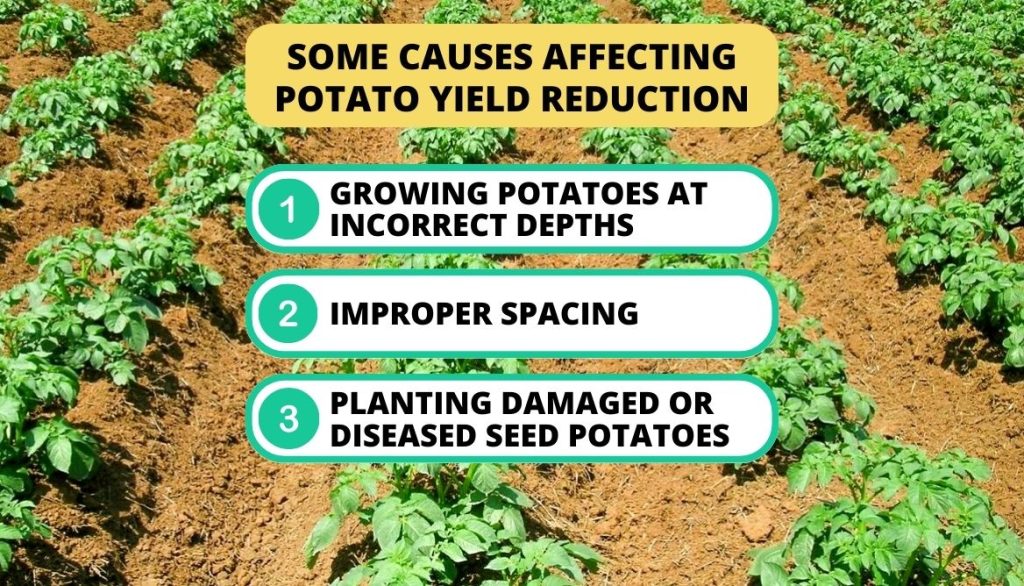 Potato Yield Per Plant Improper Planting Techniques