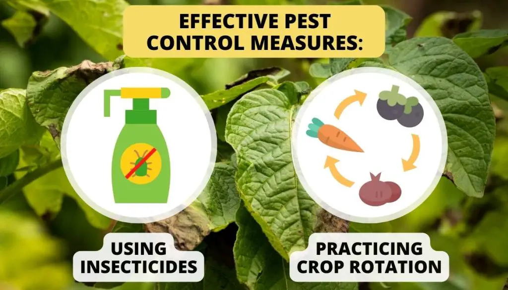 Potato Yield Per Plant Pest And Disease Management