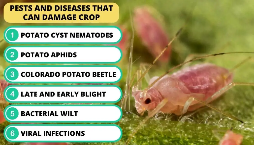 Potato Yield Per Plant Pests and Diseases