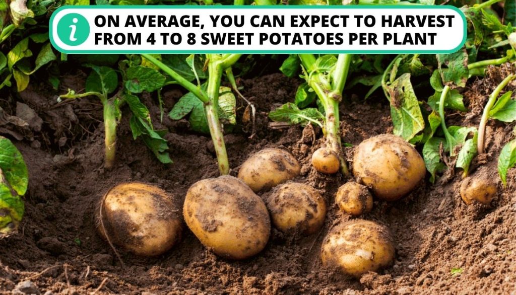 Potato Yield Per Plant