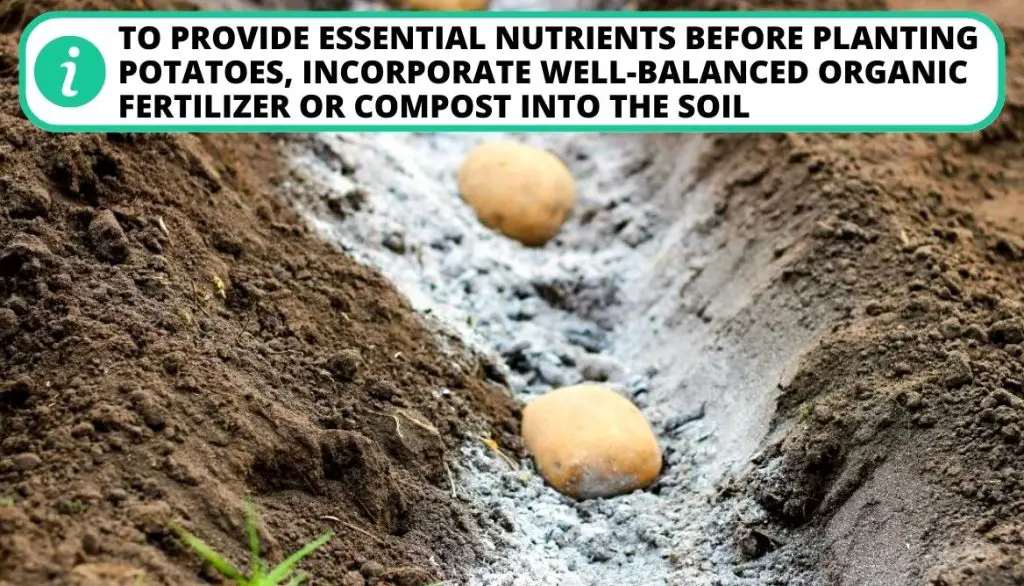 Secrets to Growing Potatoes Apply Enough Fertilizer