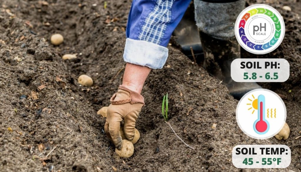 Secrets to Growing Potatoes Best Time to Plant Potatoes