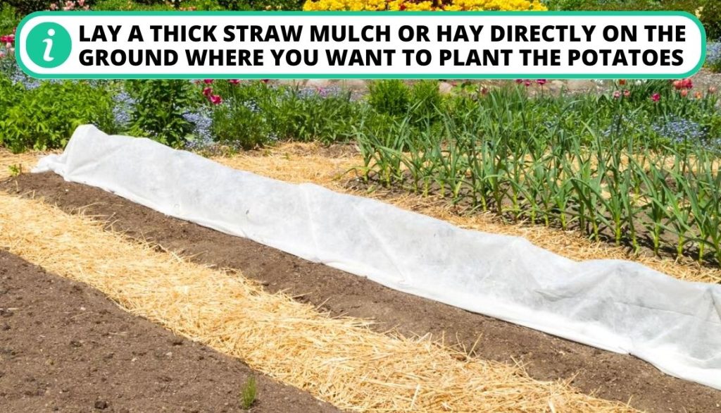 Secrets to Growing Potatoes Maximizing Potato Growth with Straw