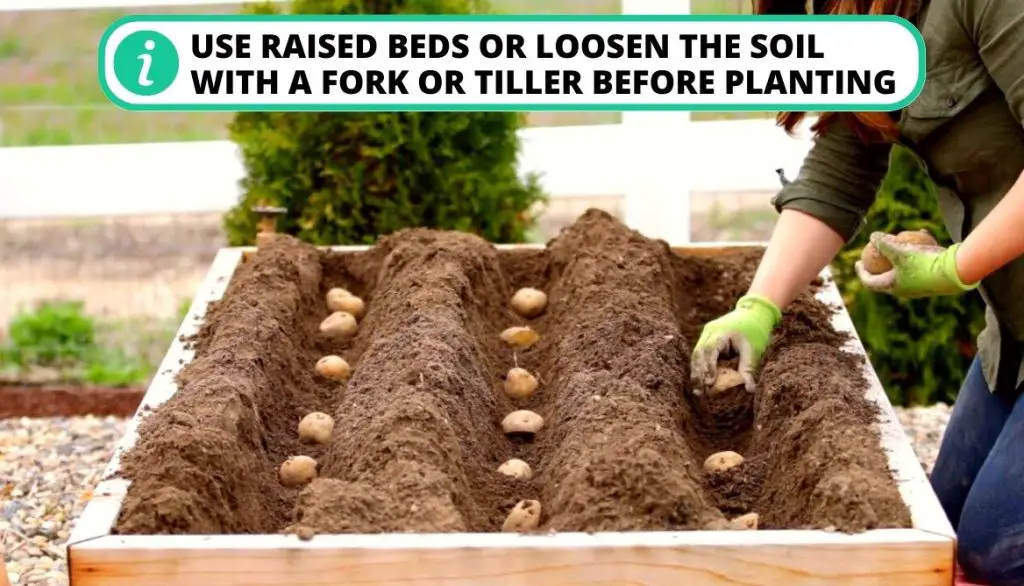 Secrets to Growing Potatoes Prevent Soil Compaction