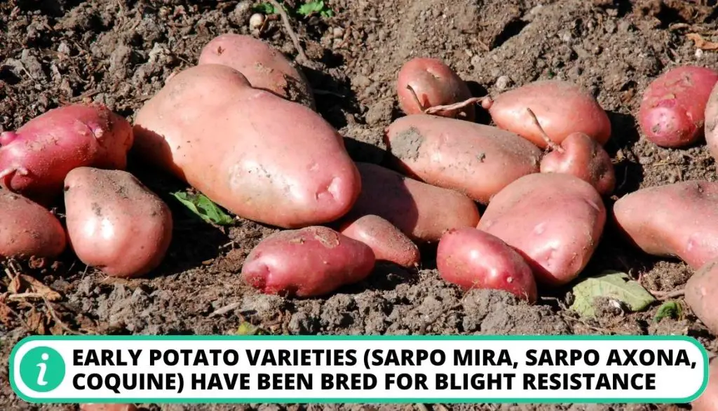 Selecting Blight-Resistant Potato Varieties