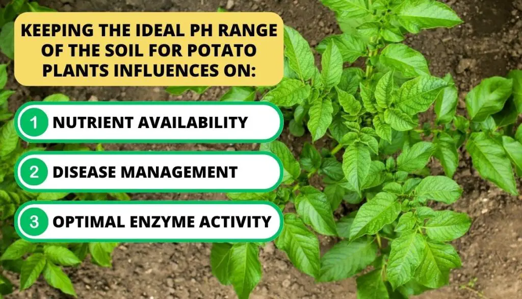 The Optimum pH Of The Soil For Potato Plants