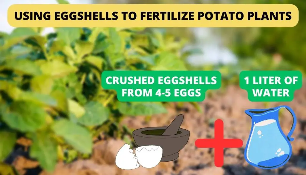 The Use Of Eggshells To Fertilize Potato Plants