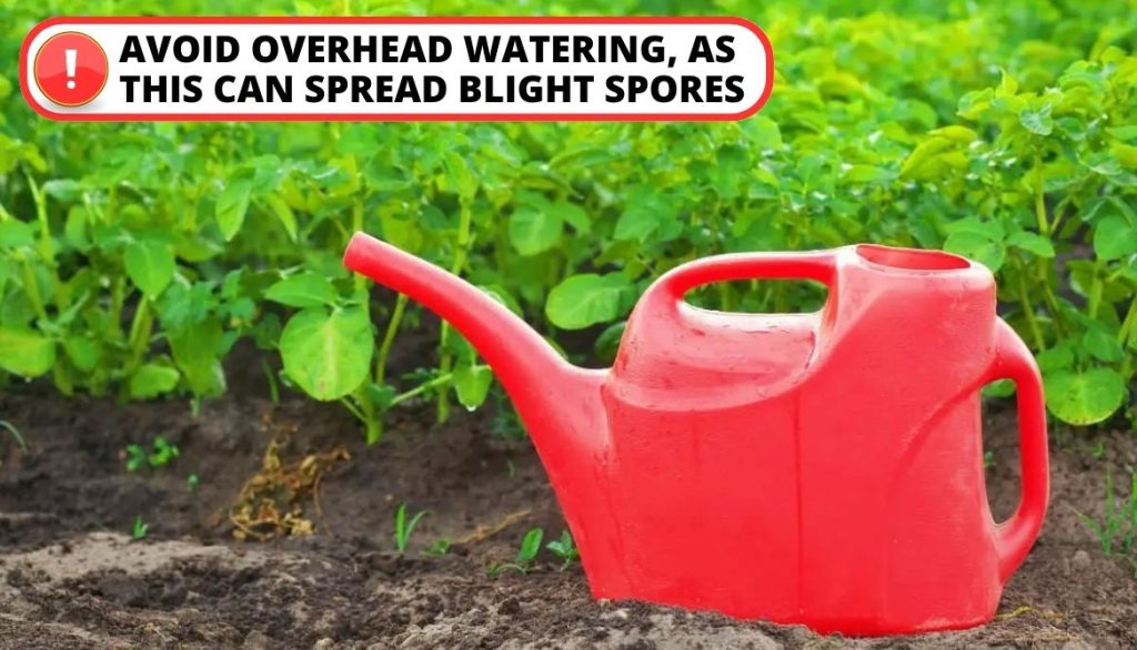 Use of Proper Watering Techniques