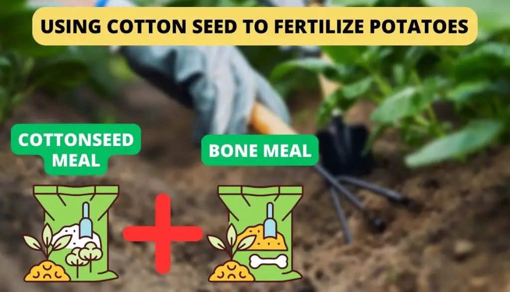 Using Cotton Seed To Fertilize Potatoes