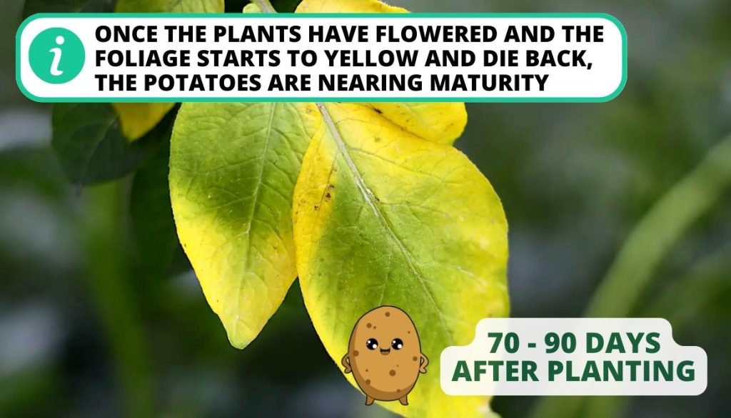 Using Foliage as a Guide for Harvesting Potatoes