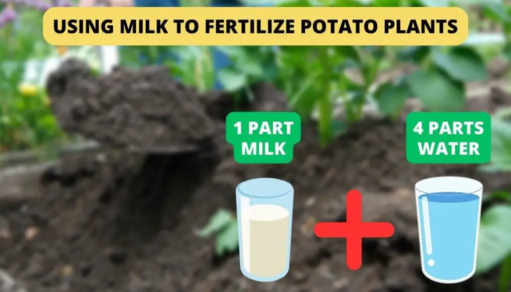 Using Milk To Fertilize Potato Plants