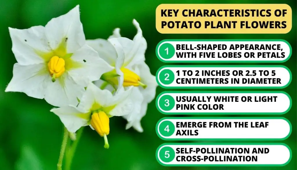 What Do Potato Plant Flowers Look Like