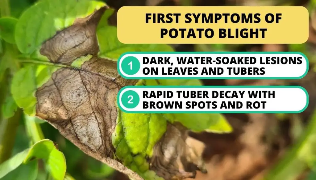 What Does Blight Look Like on Potatoes